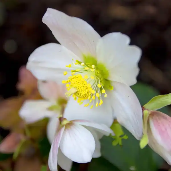 Bild 2 von Finest Garden Christrosen Sondersorten