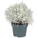 Bild 1 von Silberblattpflanzen