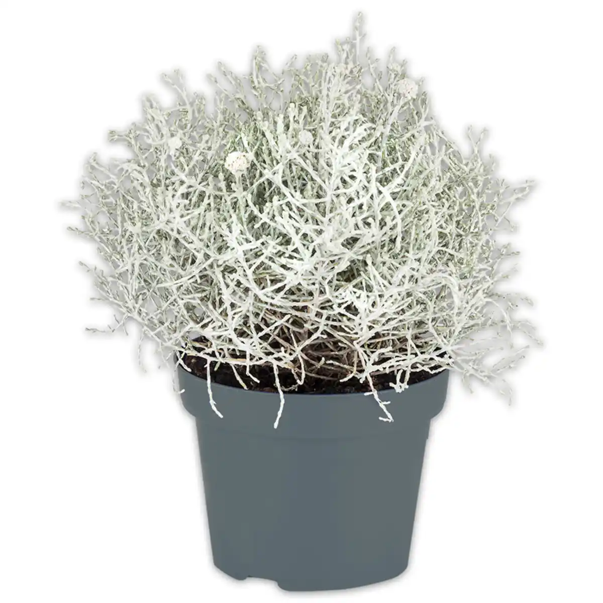 Bild 1 von Silberblattpflanzen