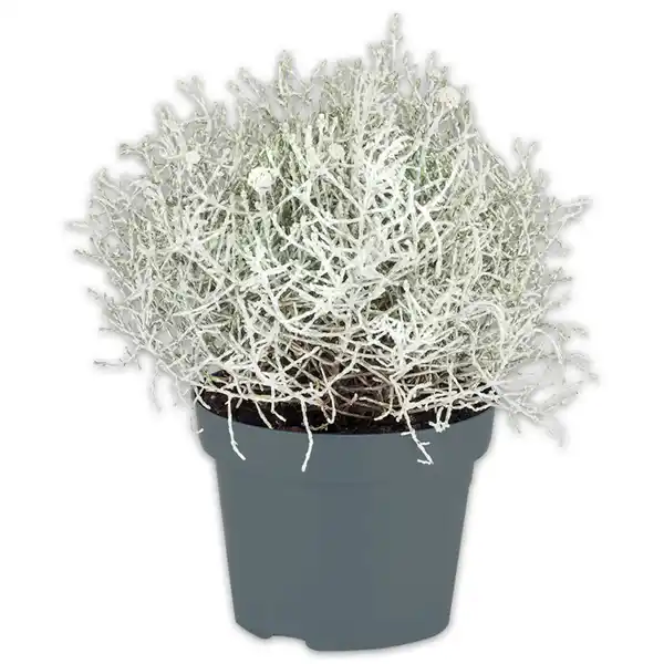 Bild 1 von Silberblattpflanzen