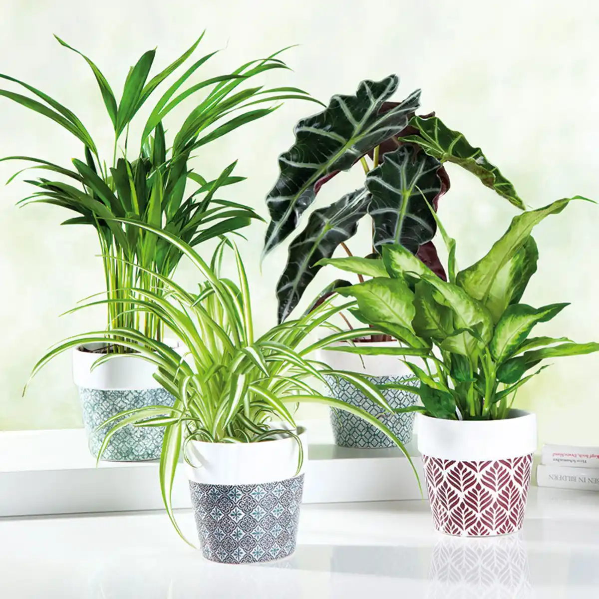 Bild 1 von Grünpflanze