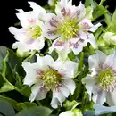Bild 4 von Finest Garden Christrosen Sondersorten
