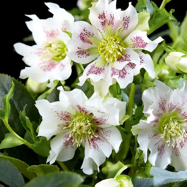 Bild 4 von Finest Garden Christrosen Sondersorten