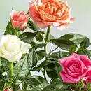 Bild 2 von Rosen Quattro