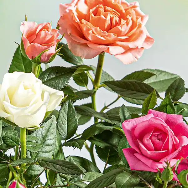 Bild 2 von Rosen Quattro