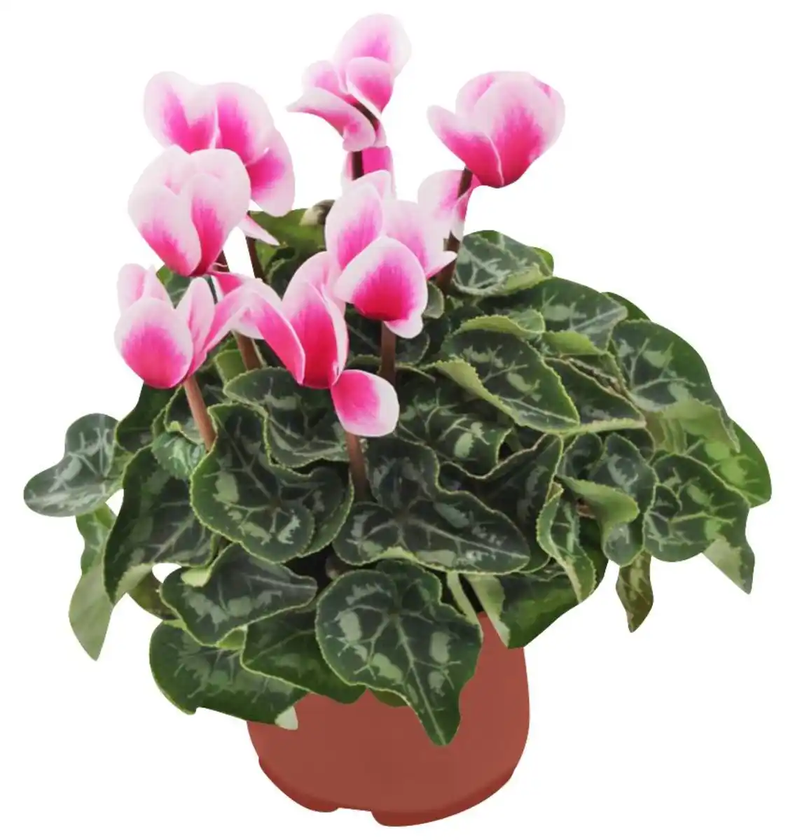 Bild 1 von Blühpflanzen