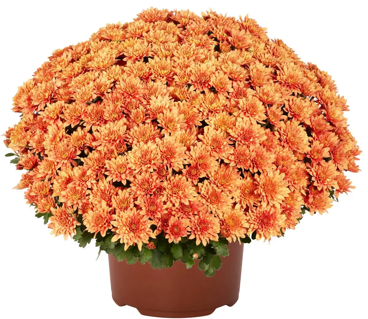 Bild 3 von Chrysanthemen Busch XL