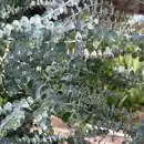 Bild 2 von Echter Eukalyptus
