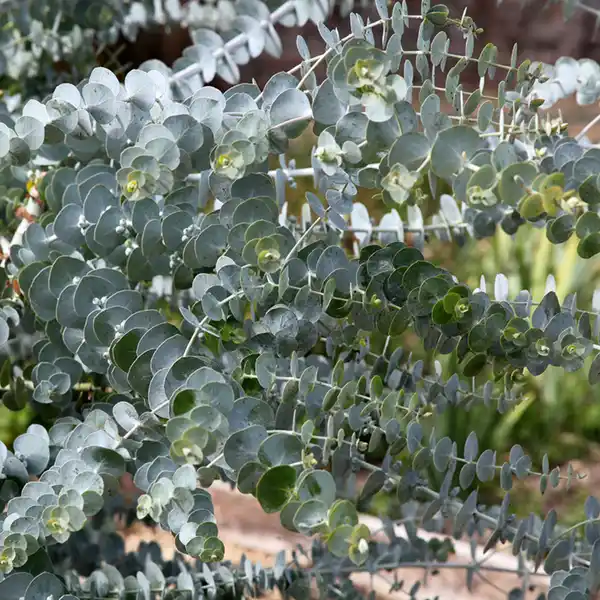 Bild 2 von Echter Eukalyptus
