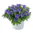 Bild 1 von Edel-Enzian