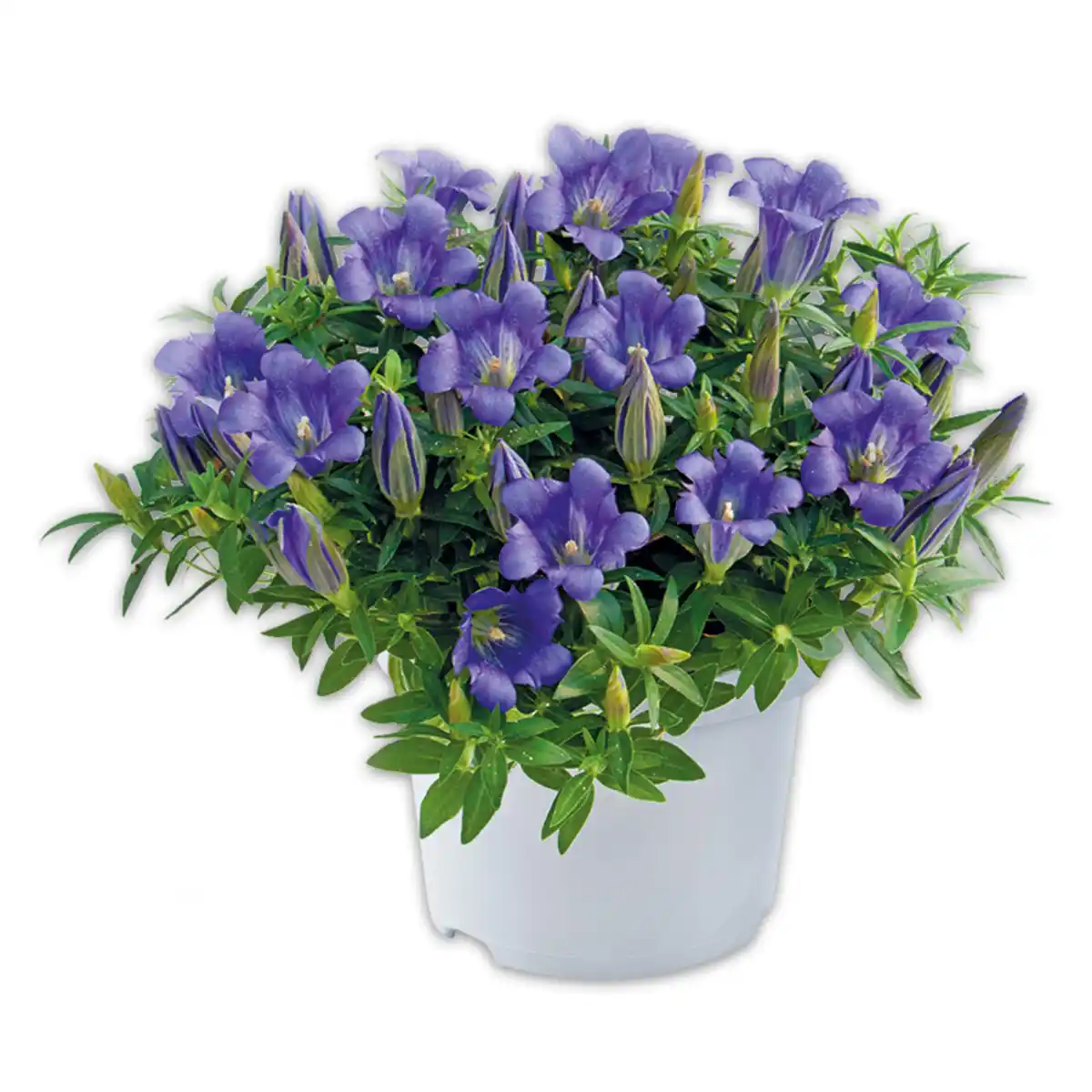 Bild 1 von Edel-Enzian