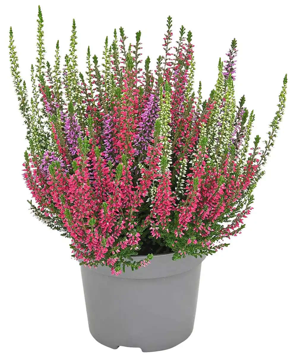 Bild 1 von Herbstpflanzen