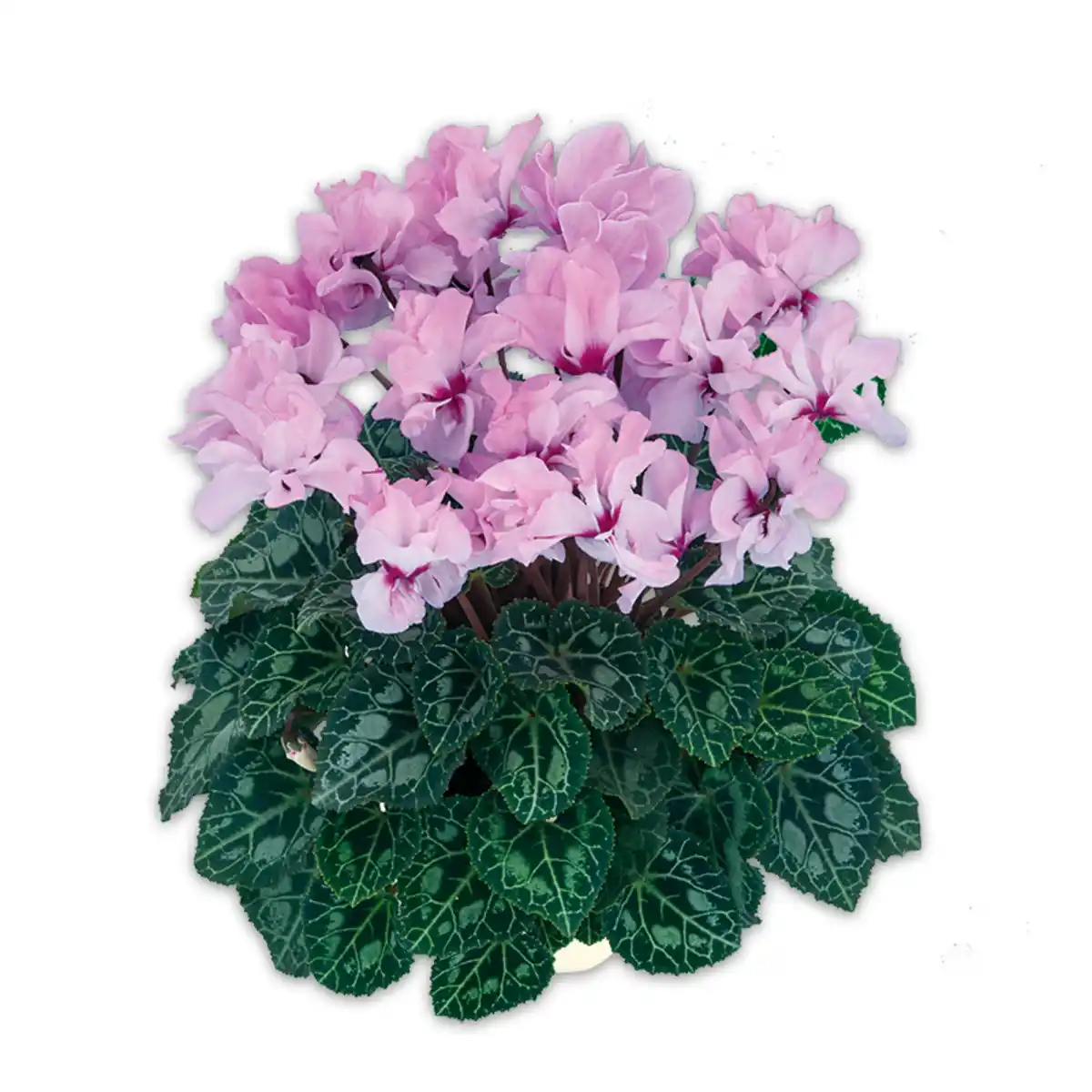 Bild 2 von Duft-/ Alpenveilchen