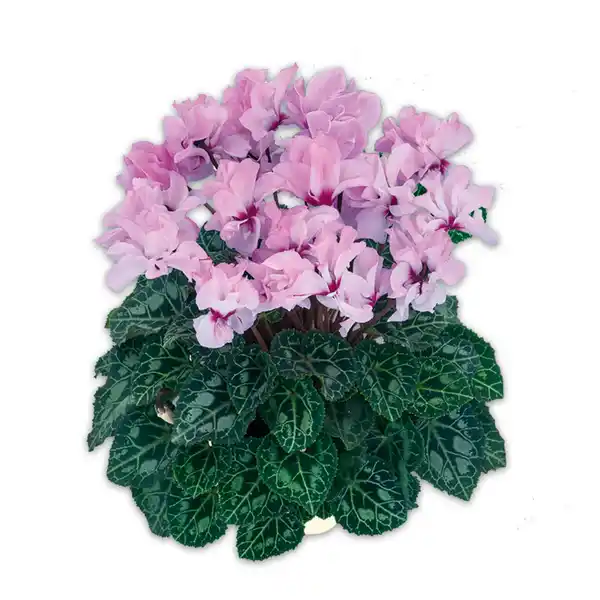 Bild 2 von Duft-/ Alpenveilchen