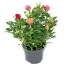 Bild 1 von Rosen Quattro