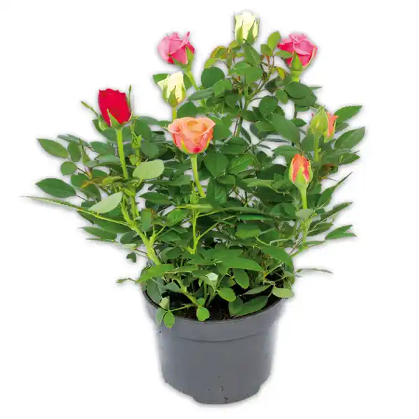 Bild 1 von Rosen Quattro