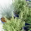 Bild 2 von Silberblattpflanzen