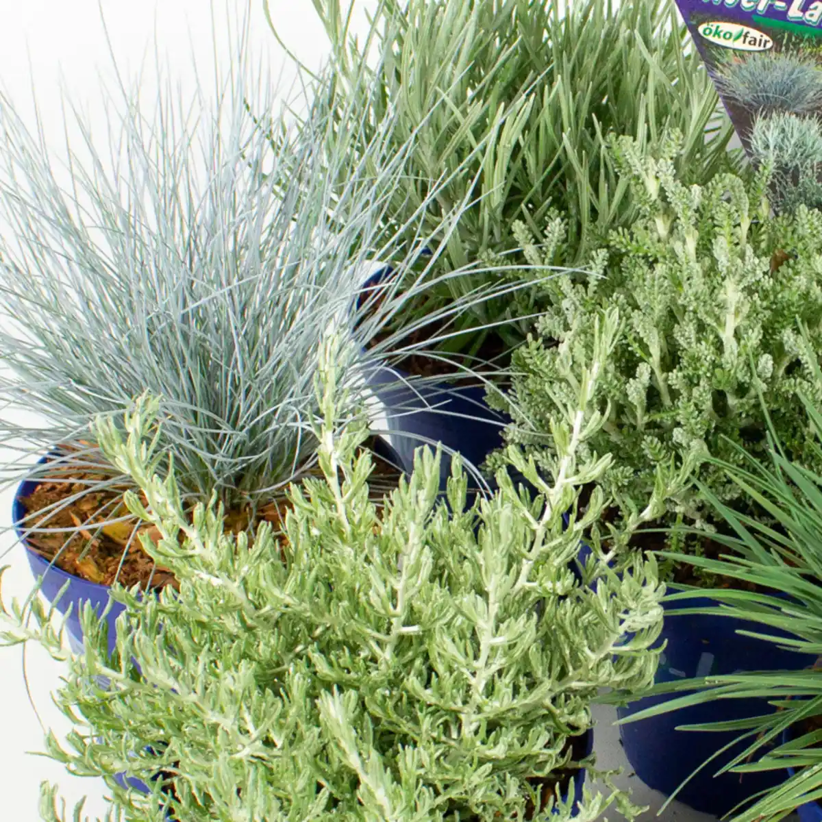 Bild 2 von Silberblattpflanzen