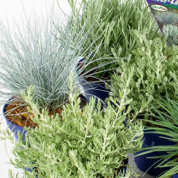 Bild 2 von Silberblattpflanzen