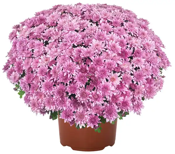 Bild 2 von Chrysanthemen Busch XL