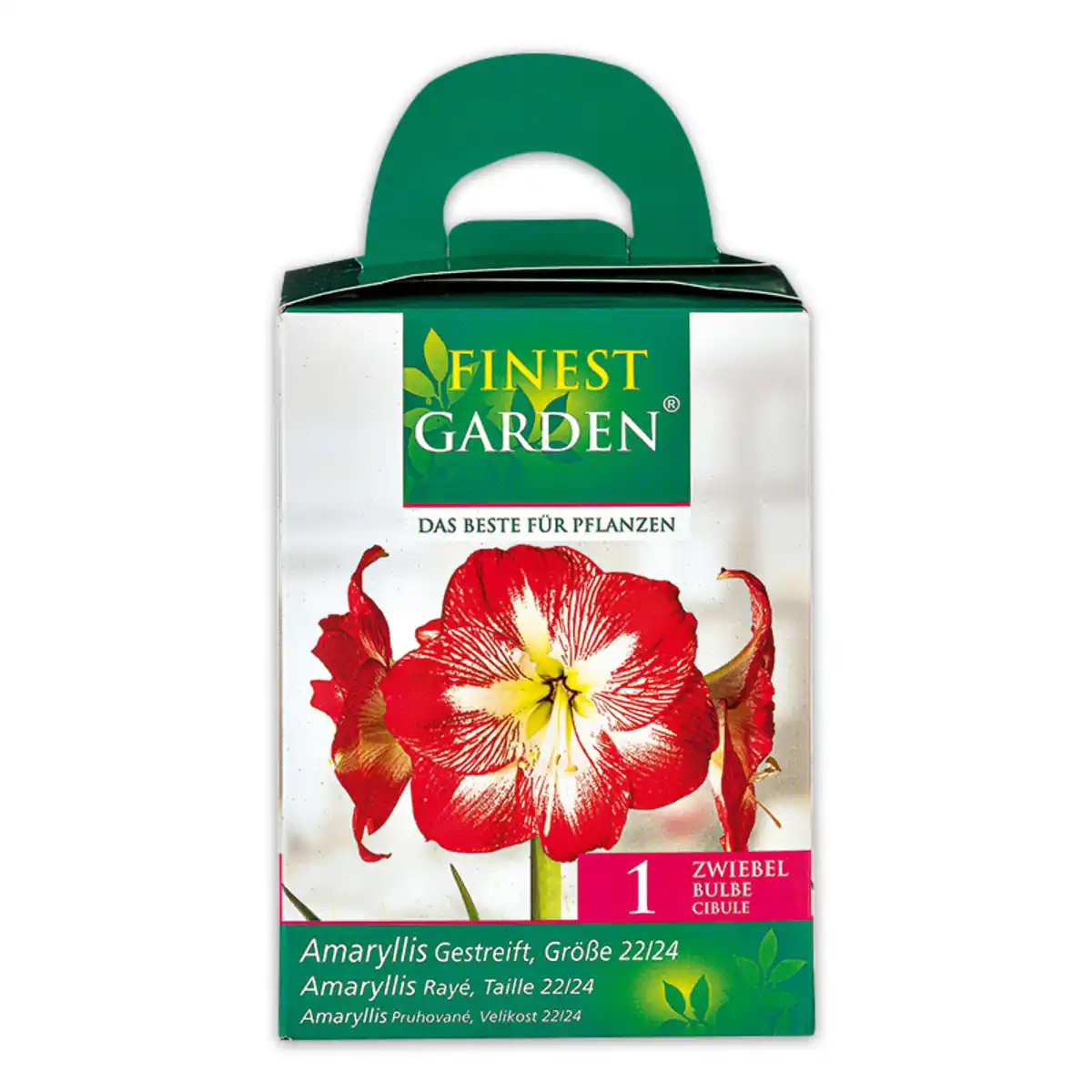 Bild 2 von Finest Garden Amaryllis