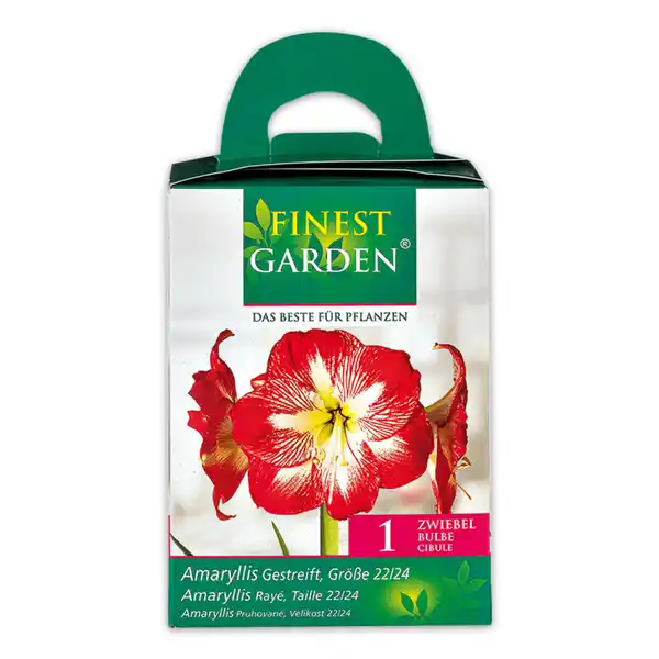 Bild 2 von Finest Garden Amaryllis