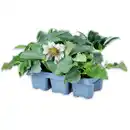 Bild 1 von Finest Garden Christrosen Sondersorten