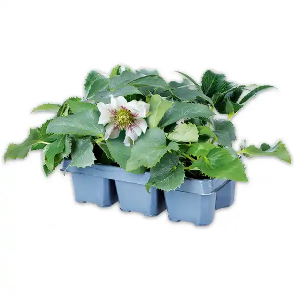 Bild 1 von Finest Garden Christrosen Sondersorten