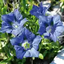 Bild 2 von Edel-Enzian