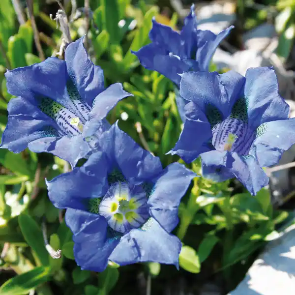 Bild 2 von Edel-Enzian