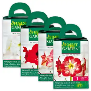 Finest Garden Amaryllis