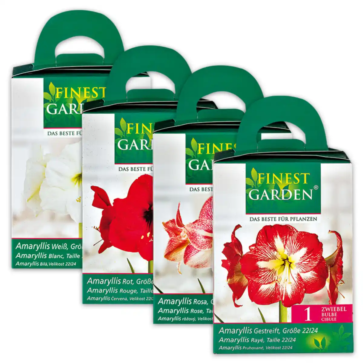 Bild 1 von Finest Garden Amaryllis