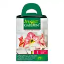 Bild 3 von Finest Garden Amaryllis