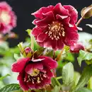Bild 3 von Finest Garden Christrosen Sondersorten