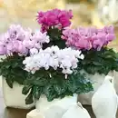 Bild 4 von Duft-/ Alpenveilchen