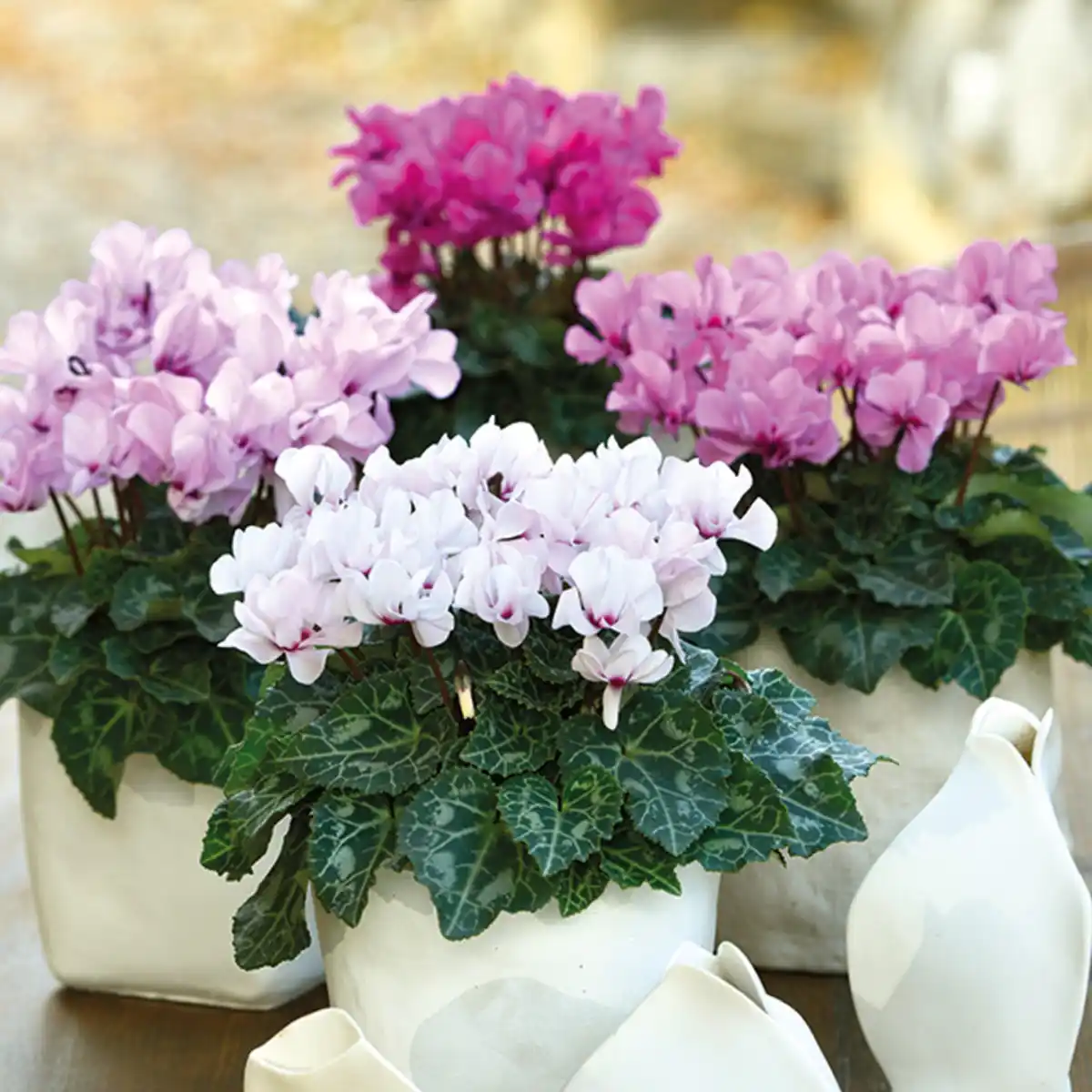 Bild 4 von Duft-/ Alpenveilchen