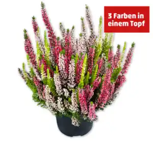 Besenheide*