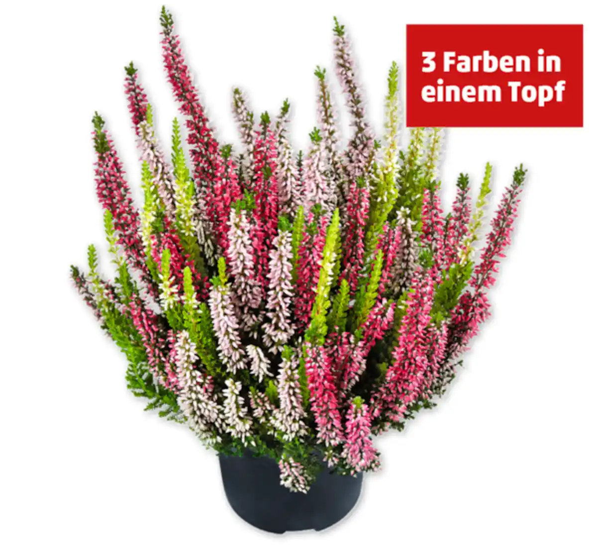 Bild 1 von Besenheide*