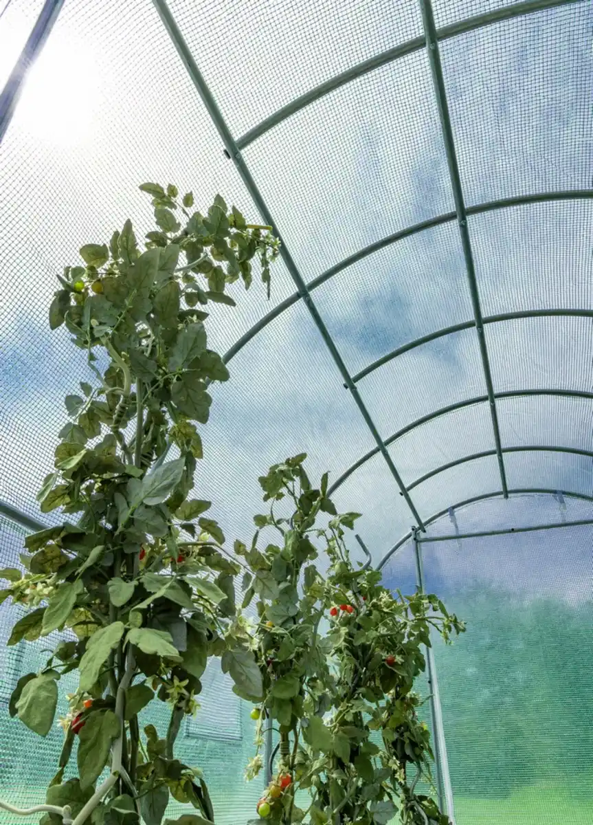 Bild 2 von Foliengewächshaus, Tomatengewächshaus mit 6 Fenster ca. 300x200x200 cm