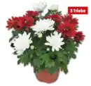 Bild 1 von Chrysantheme*