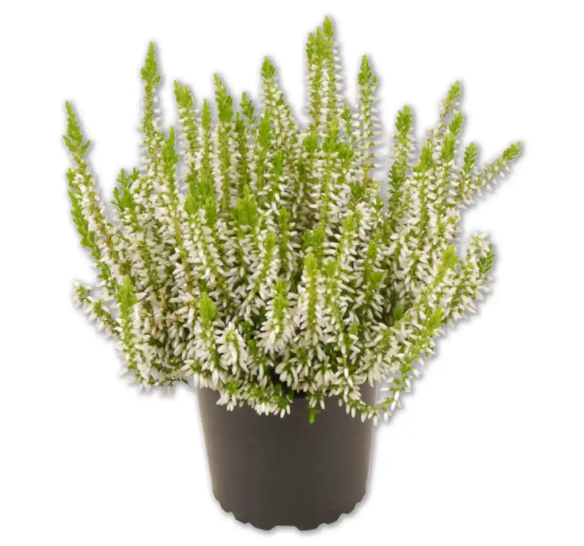 Bild 1 von Besenheide*