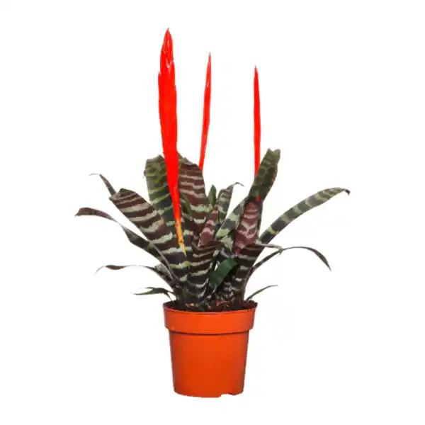 Bild 3 von GARDENLINE Guzmanie / Vriesea