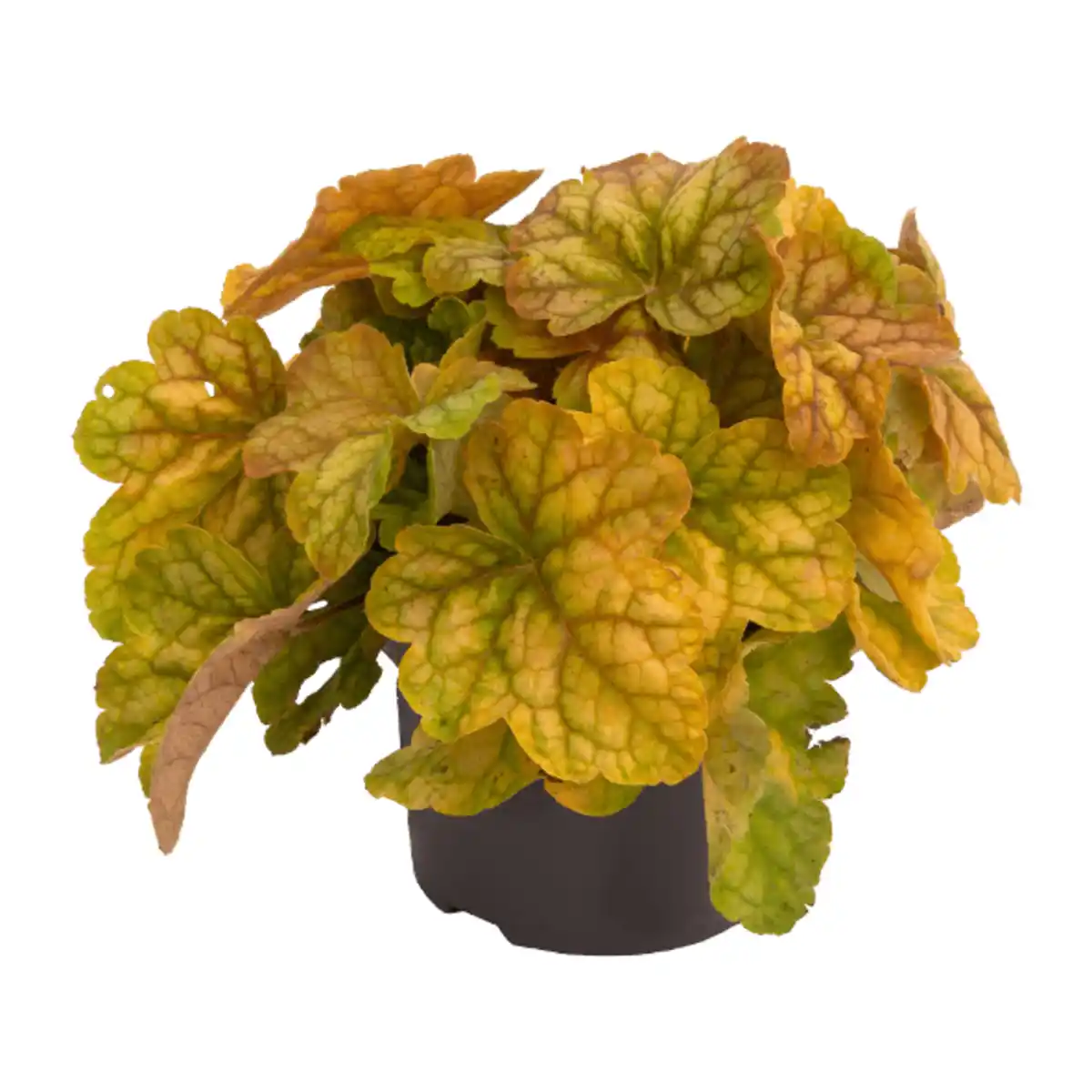 Bild 4 von GARDENLINE Heuchera
