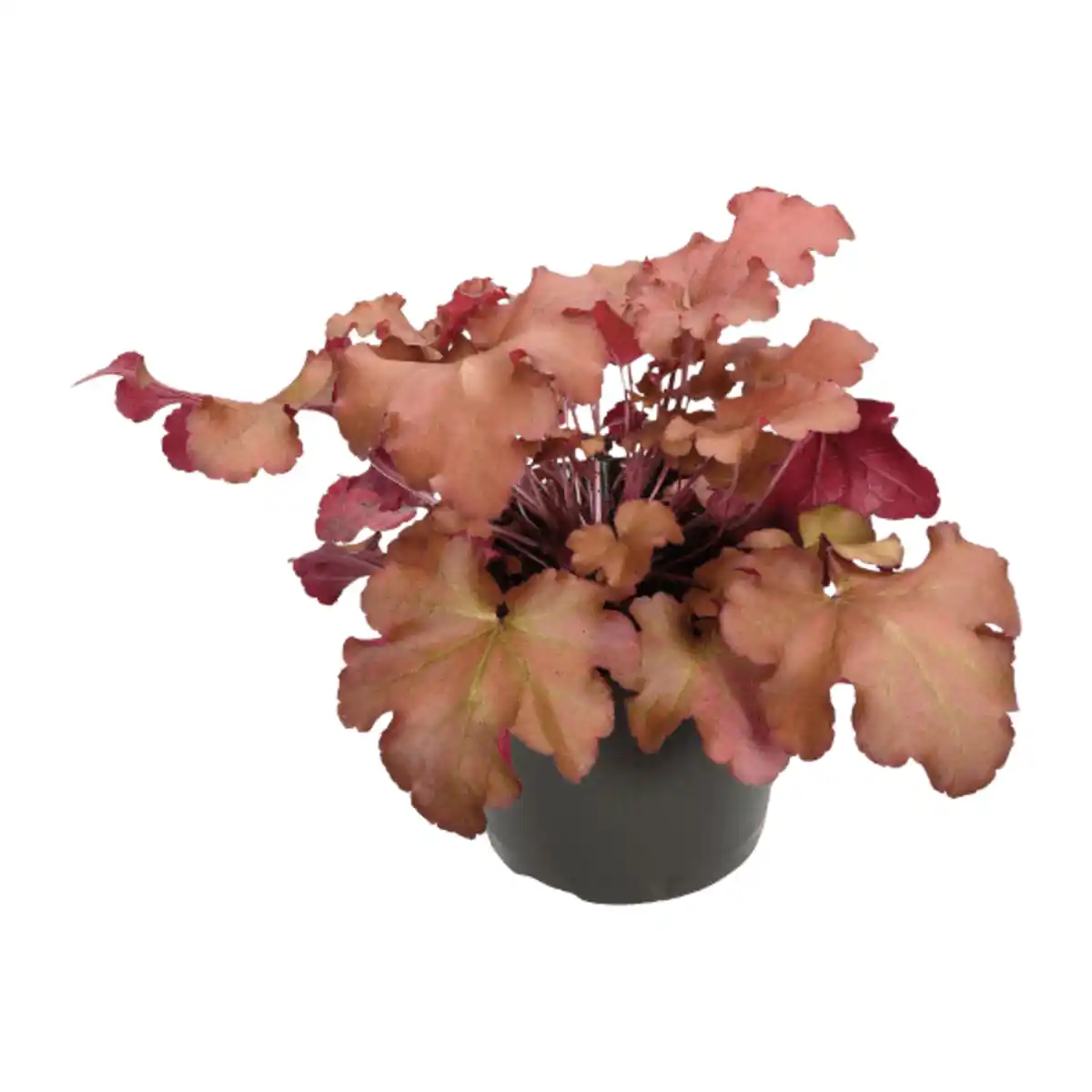 Bild 2 von GARDENLINE Heuchera