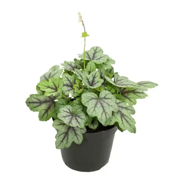 Bild 3 von GARDENLINE Heuchera