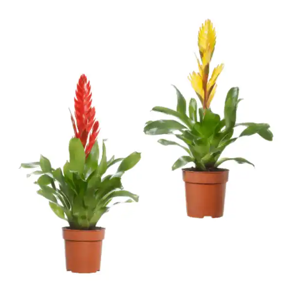 Bild 1 von GARDENLINE Guzmanie / Vriesea