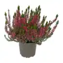 Bild 2 von GARDENLINE Calluna vulgaris (Besenheide)