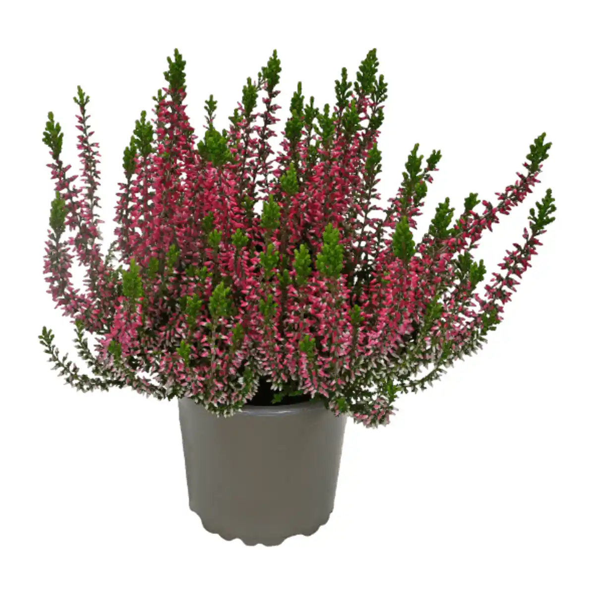 Bild 2 von GARDENLINE Calluna vulgaris (Besenheide)