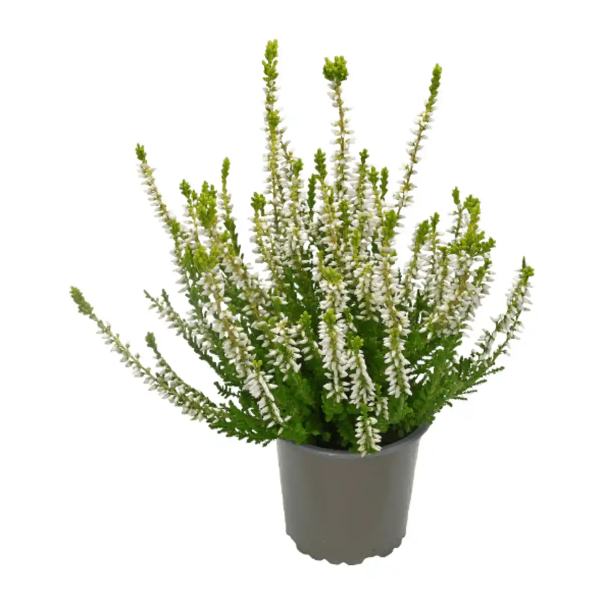 Bild 3 von GARDENLINE Calluna vulgaris (Besenheide)