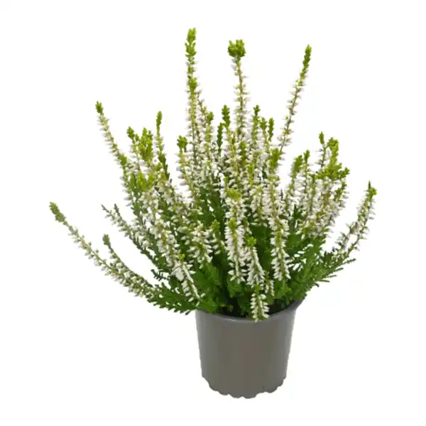 Bild 3 von GARDENLINE Calluna vulgaris (Besenheide)